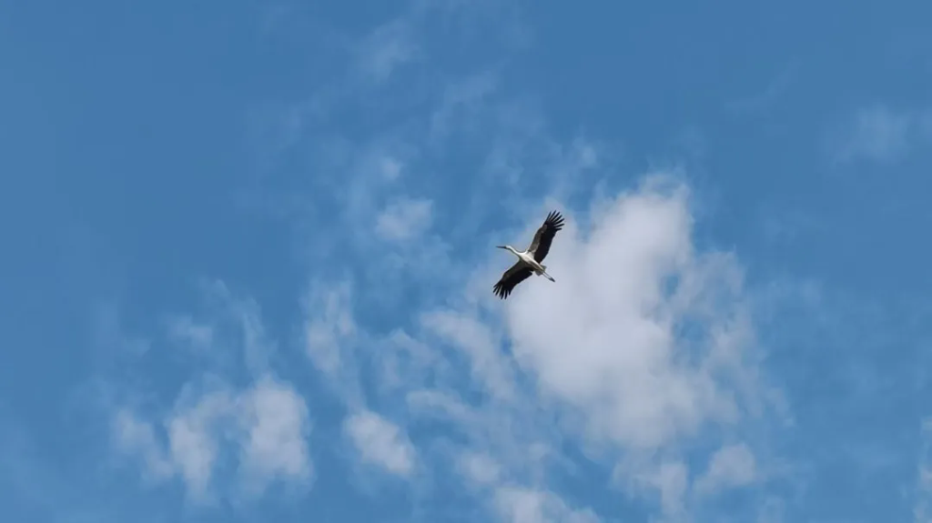 就賴這了！“趕不走”的國家一級保護動物東方白鸛！